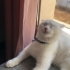 Oyuncu, Uysal,Sevimli Kedi 🐈 fotoğraf