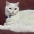 Oyuncu, Uysal,Sevimli Kedi 🐈 fotoğraf