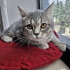 0534 216 08 72 SILVERBRITISH KISIR 6AYLIK ÇİPLİ, BALGÖZLÜ KIZIM GÖLGE fotoğraf