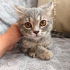 0534 216 08 72 SILVERBRITISH KISIR 6AYLIK ÇİPLİ, BALGÖZLÜ KIZIM GÖLGE fotoğraf