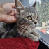 0534 216 08 72 SILVERBRITISH KISIR 6AYLIK ÇİPLİ, BALGÖZLÜ KIZIM GÖLGE fotoğraf