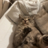 Poppy isimli cins kedi Yuva arıyor fotoğraf