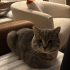 Poppy isimli cins kedi Yuva arıyor fotoğraf