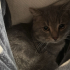 Poppy isimli cins kedi Yuva arıyor fotoğraf