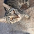 🐾 Bu güzel gözlere ömürlük bir yuva arıyoruz 🤍 fotoğraf