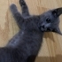 Oyun oynamayı seven,sıcakkanlı,eğitimli çok tatlı bir kedi fotoğraf