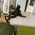 Oyun oynamayı seven,sıcakkanlı,eğitimli çok tatlı bir kedi fotoğraf