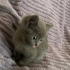 Oyun oynamayı seven,sıcakkanlı,eğitimli çok tatlı bir kedi fotoğraf