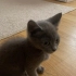 Oyun oynamayı seven,sıcakkanlı,eğitimli çok tatlı bir kedi fotoğraf
