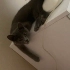 Oyun oynamayı seven,sıcakkanlı,eğitimli çok tatlı bir kedi fotoğraf
