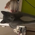 Oyun oynamayı seven,sıcakkanlı,eğitimli çok tatlı bir kedi fotoğraf