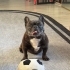 Erkek French Bulldog -6 yaş fotoğraf