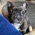 Erkek French Bulldog -6 yaş fotoğraf