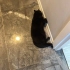 Jaguar fındığım fotoğraf