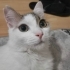 TİTİZ SÜREKLİ KENDİNİ TEMİZLEYEN CANA YAKİN DİŞİ ÇOCUĞUMUZ fotoğraf