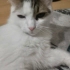 TİTİZ SÜREKLİ KENDİNİ TEMİZLEYEN CANA YAKİN DİŞİ ÇOCUĞUMUZ fotoğraf
