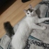 TİTİZ SÜREKLİ KENDİNİ TEMİZLEYEN CANA YAKİN DİŞİ ÇOCUĞUMUZ fotoğraf