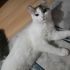 TİTİZ SÜREKLİ KENDİNİ TEMİZLEYEN CANA YAKİN DİŞİ ÇOCUĞUMUZ fotoğraf