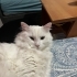 Dünyalar güzeli beyazım şirinim fotoğraf