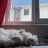 Dünyalar güzeli beyazım şirinim fotoğraf