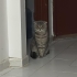 Sakin Yavrucağa Yuva Aranıyor fotoğraf