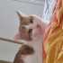 Lütfen Açıklamayı okuyun fotoğraf