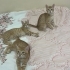 7 AYLIK 1 DİŞİ VE 2 ERKEK SARMAN KEDİCİKLER fotoğraf