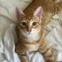 7 AYLIK 1 DİŞİ VE 2 ERKEK SARMAN KEDİCİKLER fotoğraf
