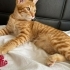 7 AYLIK 1 DİŞİ VE 2 ERKEK SARMAN KEDİCİKLER fotoğraf