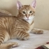 7 AYLIK 1 DİŞİ VE 2 ERKEK SARMAN KEDİCİKLER fotoğraf
