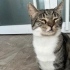 Pars ailesini bekliyor fotoğraf