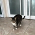 Pars ailesini bekliyor fotoğraf