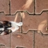 Bu şirin kuza acil yuva fotoğraf
