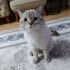 BRİTİSH VE SİYAM YAVRULARIMA YUVA fotoğraf