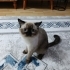 BRİTİSH VE SİYAM YAVRULARIMA YUVA fotoğraf