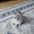 BRİTİSH VE SİYAM YAVRULARIMA YUVA fotoğraf
