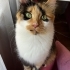 Eşsiz kedi CİCİ'ye Yuva Arıyoruz 🧡 fotoğraf