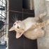 Minik yavruya yuva arıyoruz fotoğraf