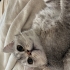 Duman'a yuva arıyorum. Çok sevecen çok yakın bir kedi. fotoğraf