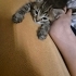 Çiçi ailesini arıyor fotoğraf