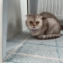 minyatür scotish fold fotoğraf