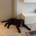 ÇİPLİ, AŞILARI TAM VE TUVALET EĞİTİMLİ LABRADOR..!! fotoğraf
