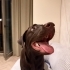 ÇİPLİ, AŞILARI TAM VE TUVALET EĞİTİMLİ LABRADOR..!! fotoğraf