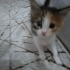 Tatlı yavru kedi fotoğraf