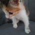 Tatlı yavru kedi fotoğraf