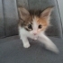 Tatlı yavru kedi fotoğraf