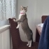 🐾 YUVA ARAYAN ANNE KEDİ VE YAVRULARI 🐾 fotoğraf