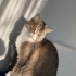 🐾 YUVA ARAYAN ANNE KEDİ VE YAVRULARI 🐾 fotoğraf
