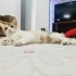 6 AYLIK SEVGİ DOLU CALİCO ..!! fotoğraf