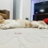 6 AYLIK SEVGİ DOLU CALİCO ..!! fotoğraf